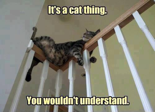 It's A Cat Thing... - Cat humor