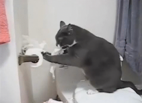 Cats Vs. Toilet Paper - Cat humor