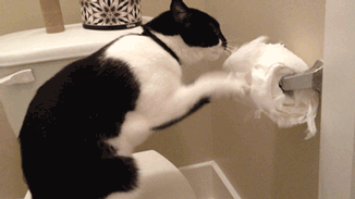 [Bild: cat-humor-cats-vs-toilet-paper-gif-2.gif]