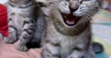 Funny Cat One Liners - Cat humor