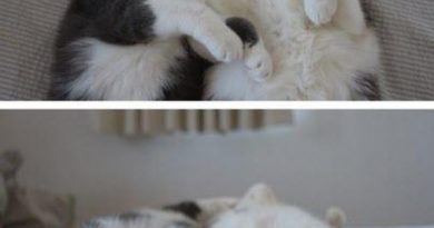 The Happy Couple - Cat humor