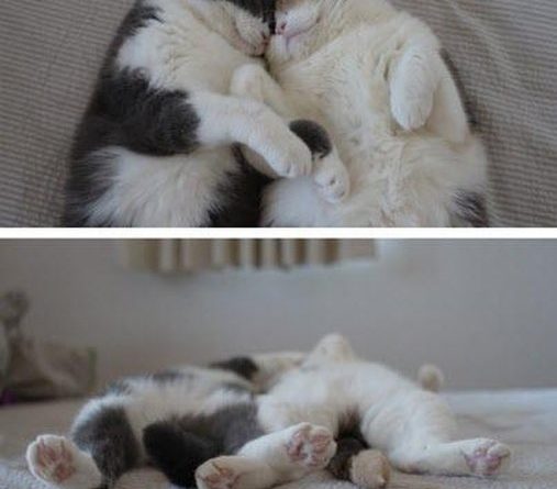 The Happy Couple - Cat humor