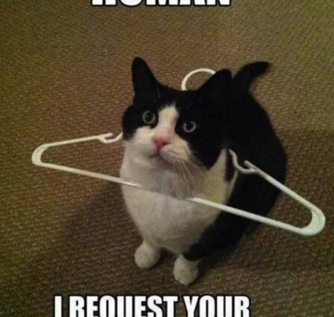 Human I Request Your Assistance - Cat humor
