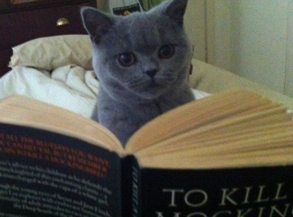 Not a Mockingbird Killing Manual?!?! - Cat humor