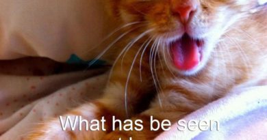 What Has Been Seen Cannot Be Unseen - Cat humor