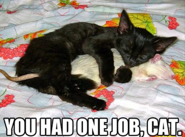 You Had One Job - Cat humor
