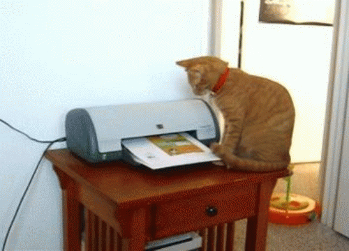 Cat Vs. Printer - Cat humor