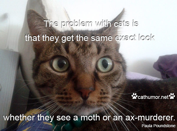 The Problem With Cats - Cat humor