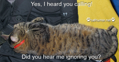Yes I Heard You Calling - Cat Humor