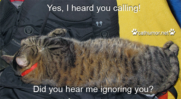 Yes I Heard You Calling - Cat Humor