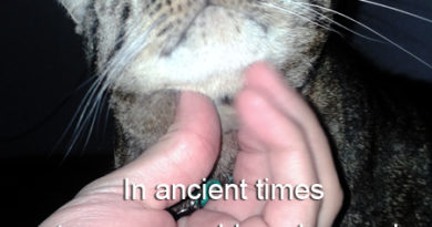 Ancient Cats - Cat Humor