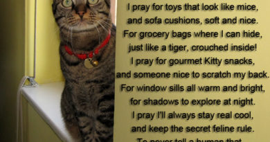 Cat Prayer - Cat humor