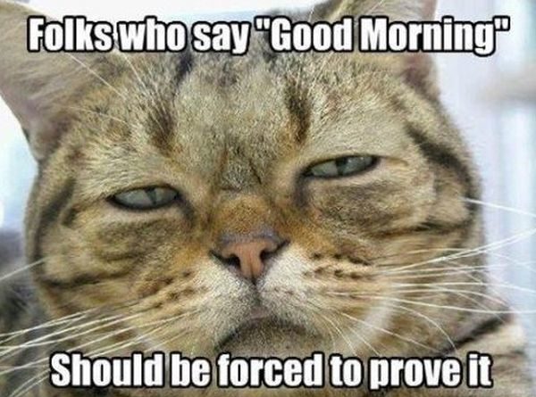 Not A Morning Cat - Cat humor