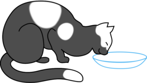 Cat eating - Cat Humor