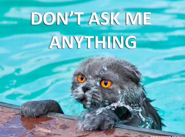 Don't Ask Me Anything - Cat humor