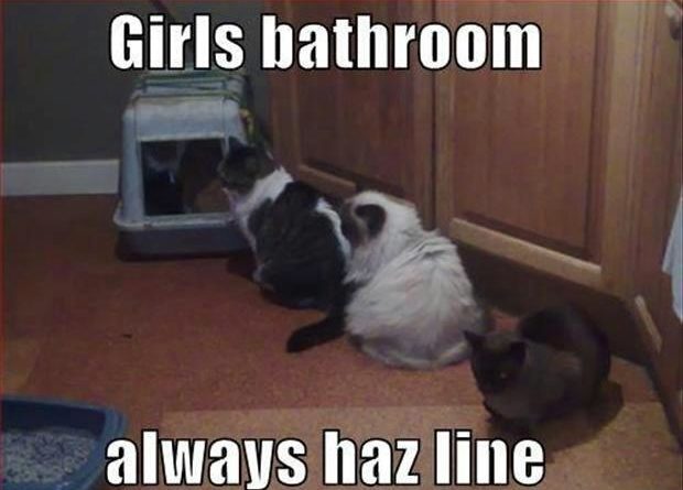 Girls Bathroom - Cat humor