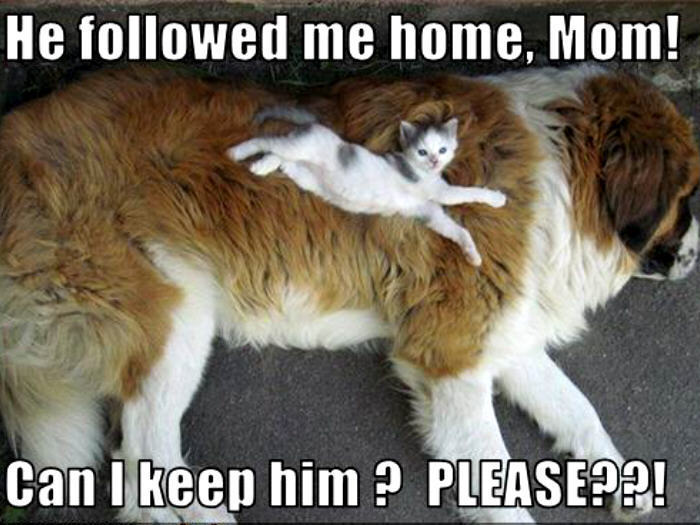He Followed Me Home Mom - Cat humor