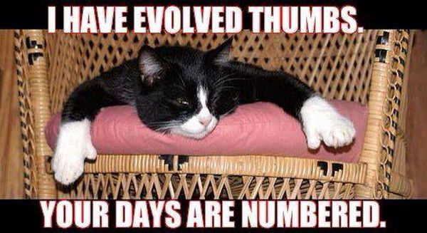 I Have Evolved Thumbs - Cat humor