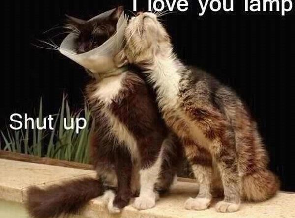 I Love You Lamp - Cat humor