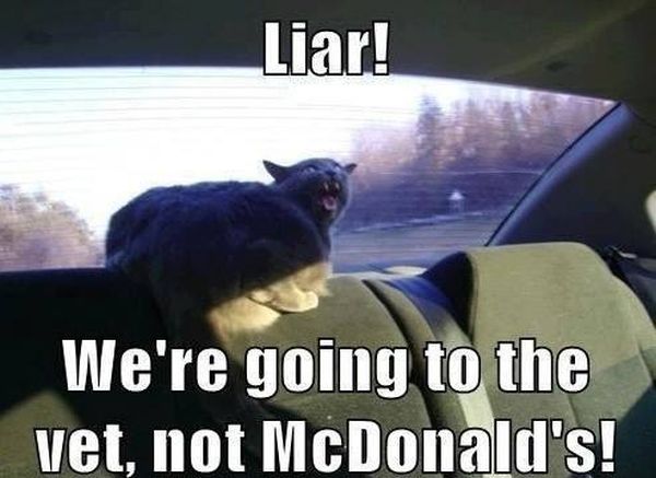 Liar! - Cat humor