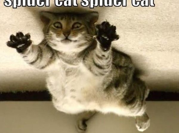 Spider Cat - Cat humor