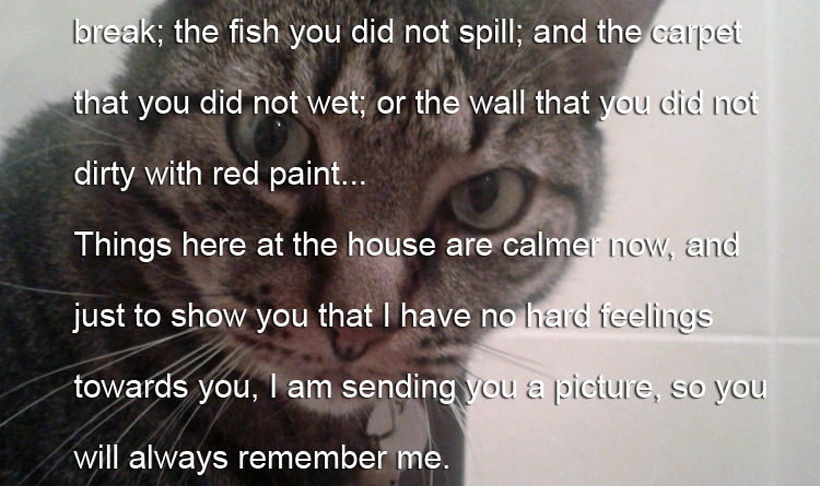 A Cat's Apology - Cat humor