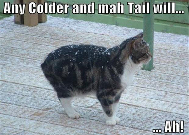 Any Colder And My Tail Will... - Cat humor