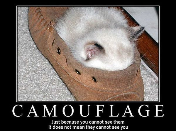 Camouflage - Cat humor