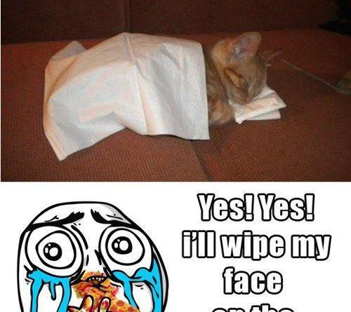 Can I Has Your Napkinz? - Cat humor