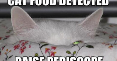 Cat Food Detected - Cat humor
