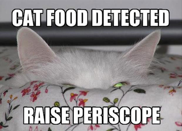 Cat Food Detected - Cat humor