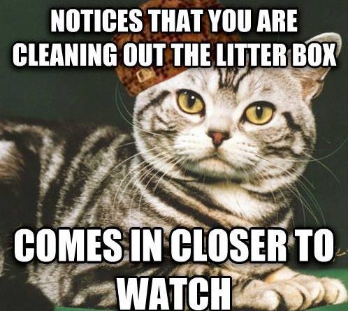 When We Clean The Litter Box - Cat humor