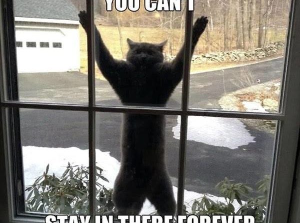 Come Out - Cat humor