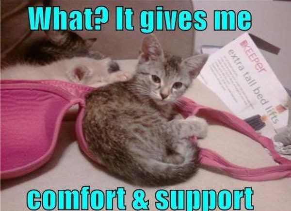 Comfort And Support - Cat humor