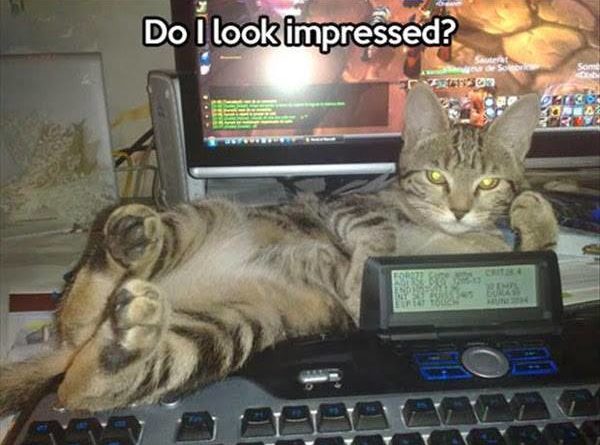 Do I Look Impressed - Cat humor
