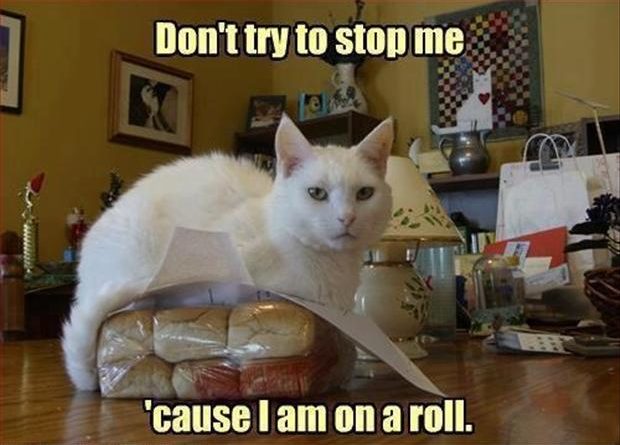 Don't Try To Stop Me - Cat humor