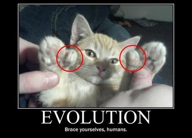 Evolution - Cat humor