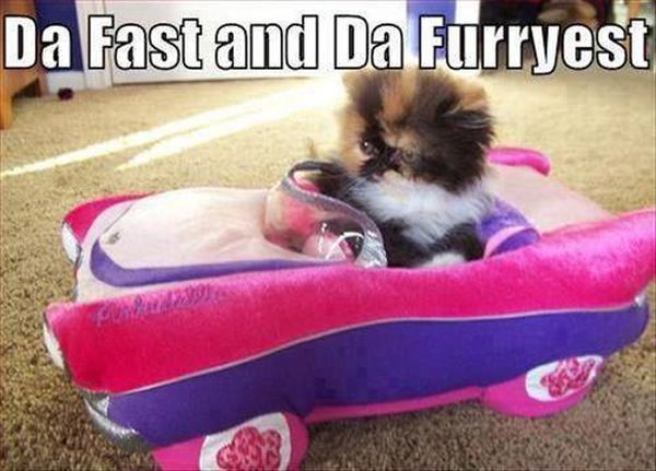 Da Fast And Da Furryest - Cat humor