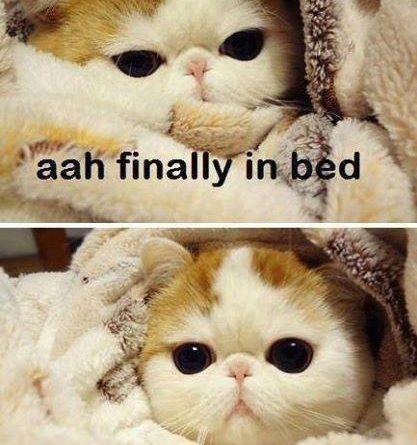 Finally In Bed - Cat humor