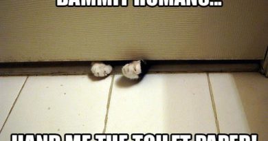 Hurry Up! - Cat humor