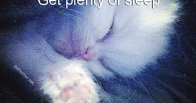 Get Plenty Of Sleep - Cat humor