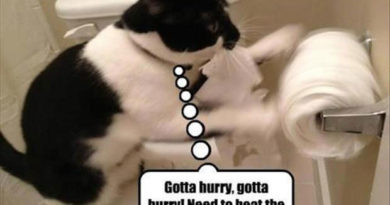 Gotta Hurry - Cat humor