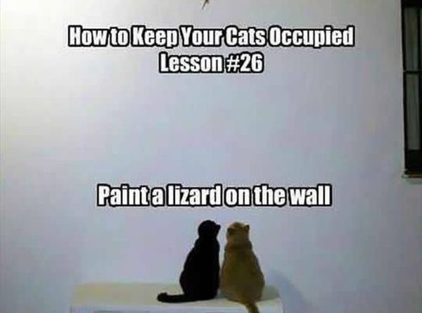 How To Keep Your Cats Occupied - Cat humor