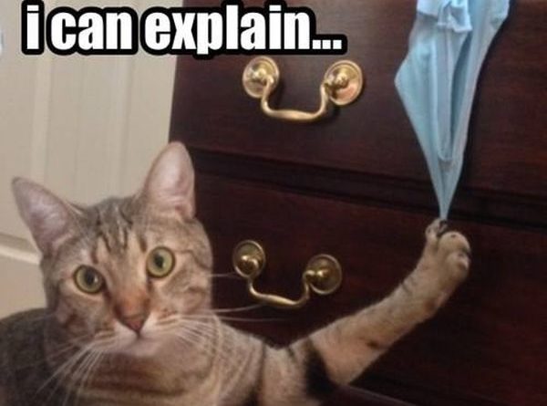 I Can Explain - Cat humor