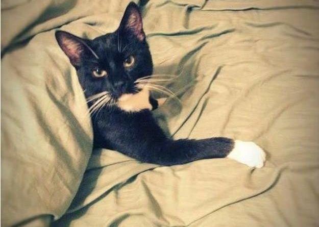I Don't Always Get Under The Covers - Cat humor