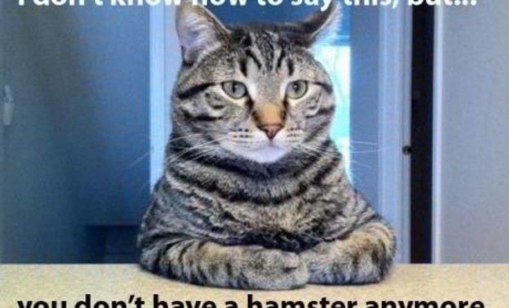 I Don't Know How To Say This - Cat humor