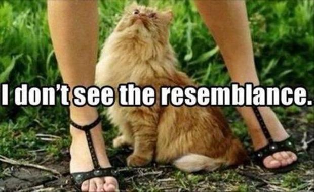 I Don't See Resemblance - Cat humor