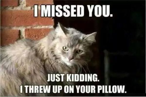 I Missed You - Cat humor