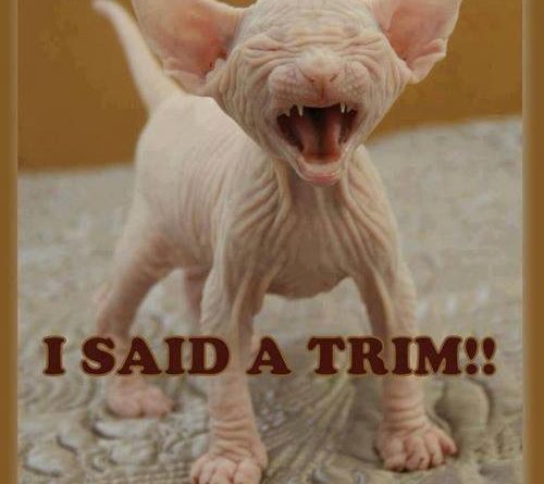 I Said Trim - Cat humor