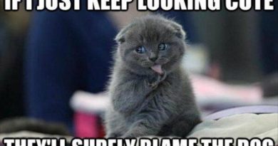 If I Just Keep Looking Cute - Cat humor